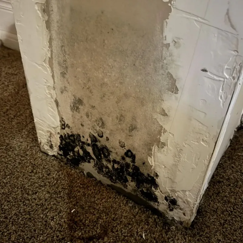 Professional Mold Removal in Cornville, ME